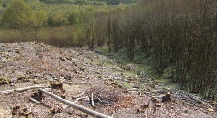 Coppice in West Sussex