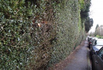 overgrown boundary hedge